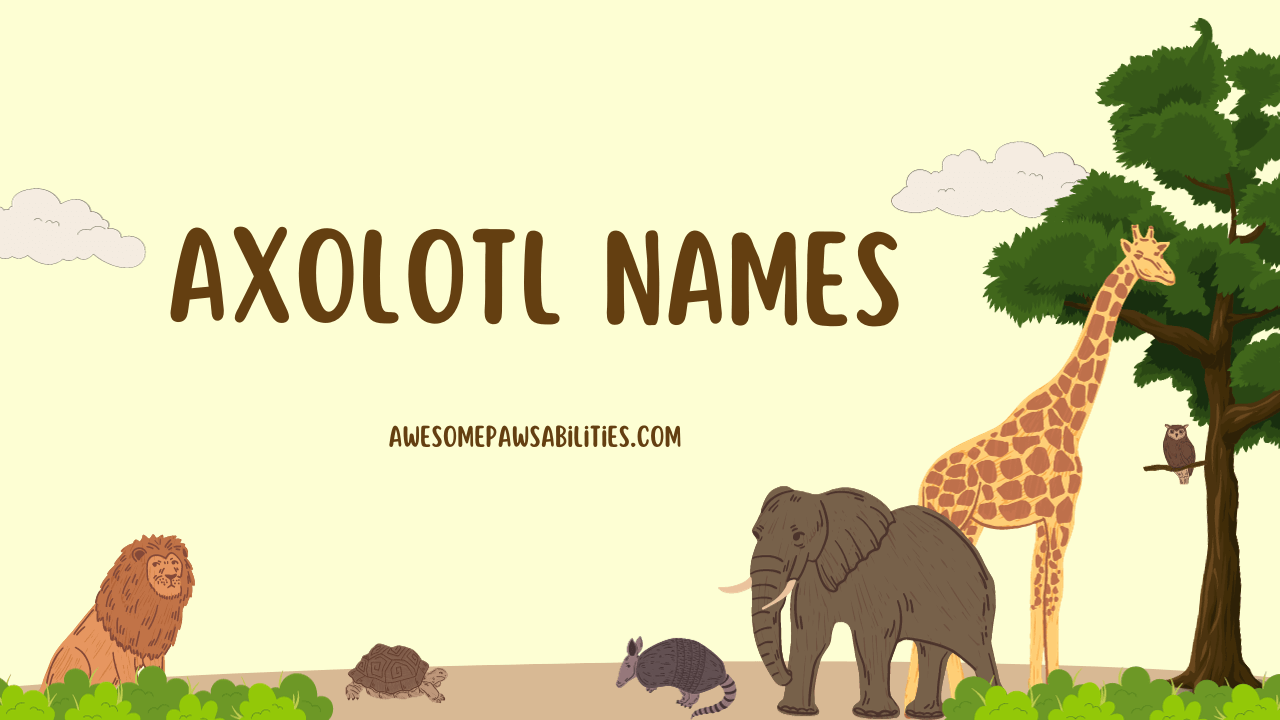 97+ Axolotl Names Cute, Baby, Good, And Funny Pet Names