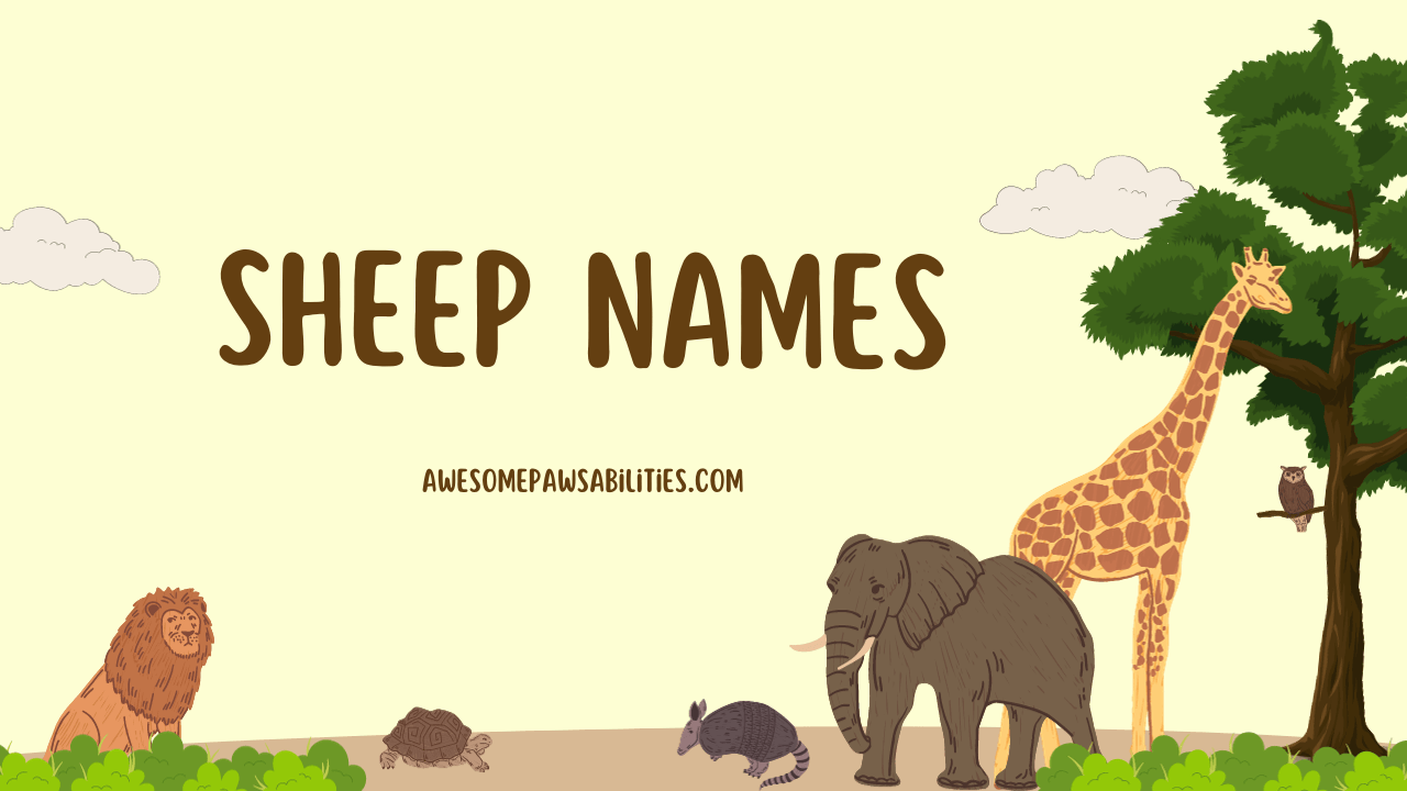 140+ Sheep Names Male, Female, Funny, Baby And Cute Ideas