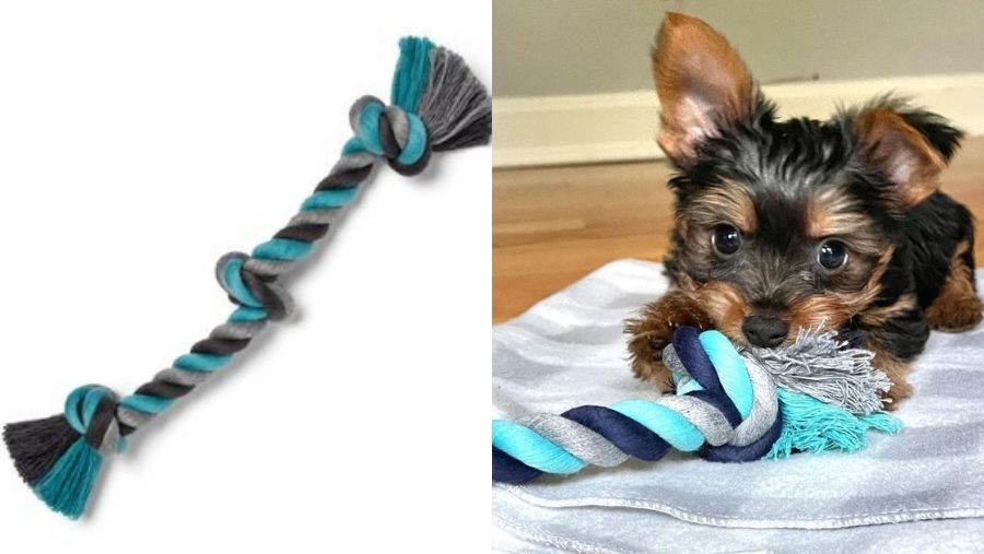 25 Best Toys for Deaf Dogs on the