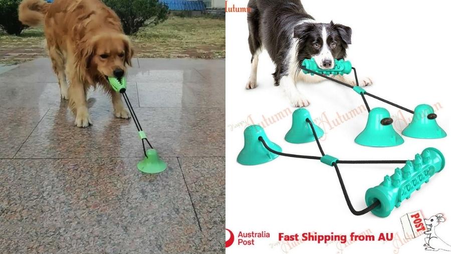 26 Awesome Toys for Blind Dogs You Can Buy