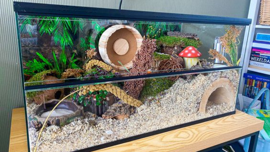 25 Amazing Hamster Habitat Ideas for a Happy Hamster