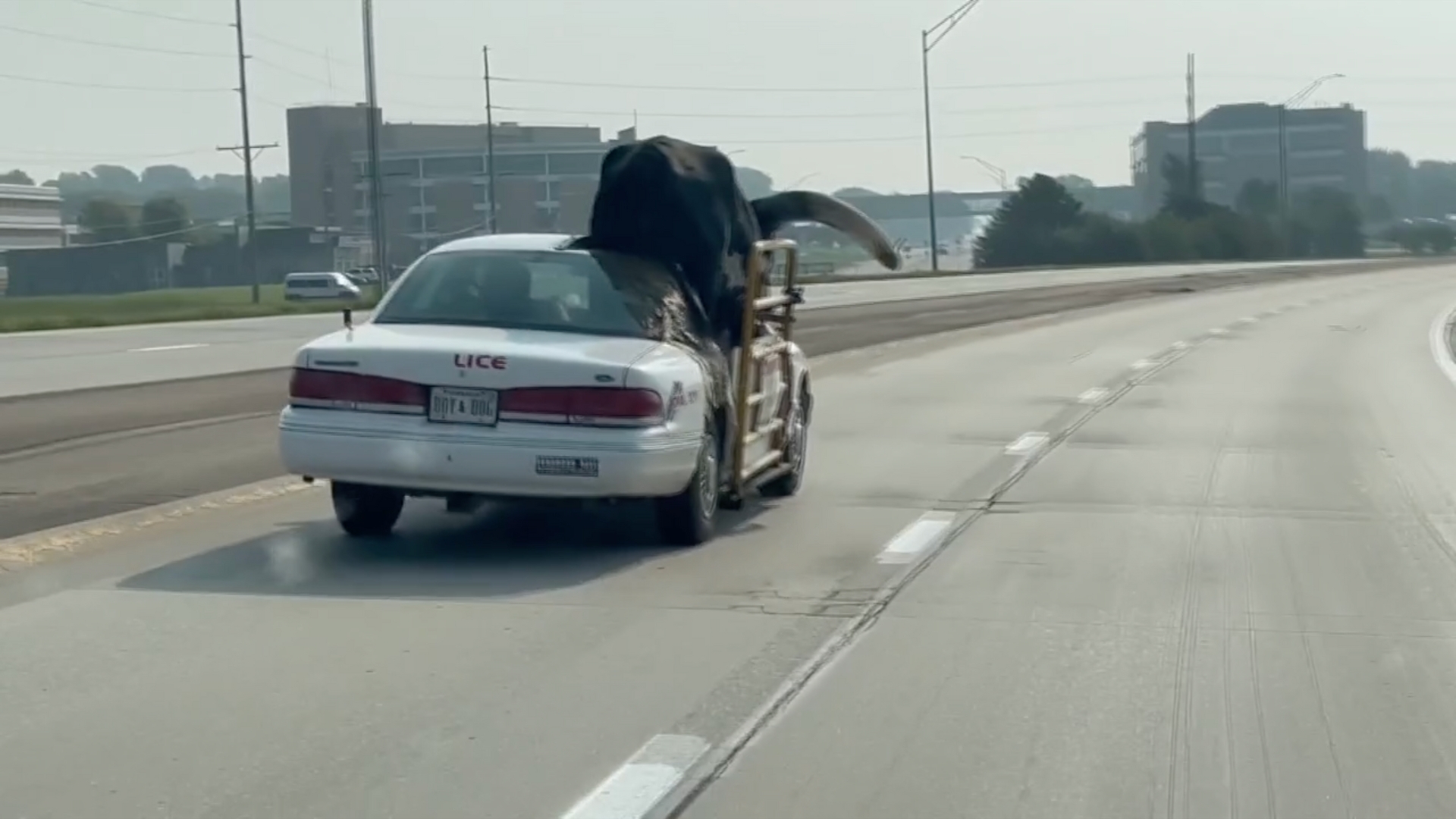 Norfolk Police Encounter Most Unexpected Passenger You Have to See This!