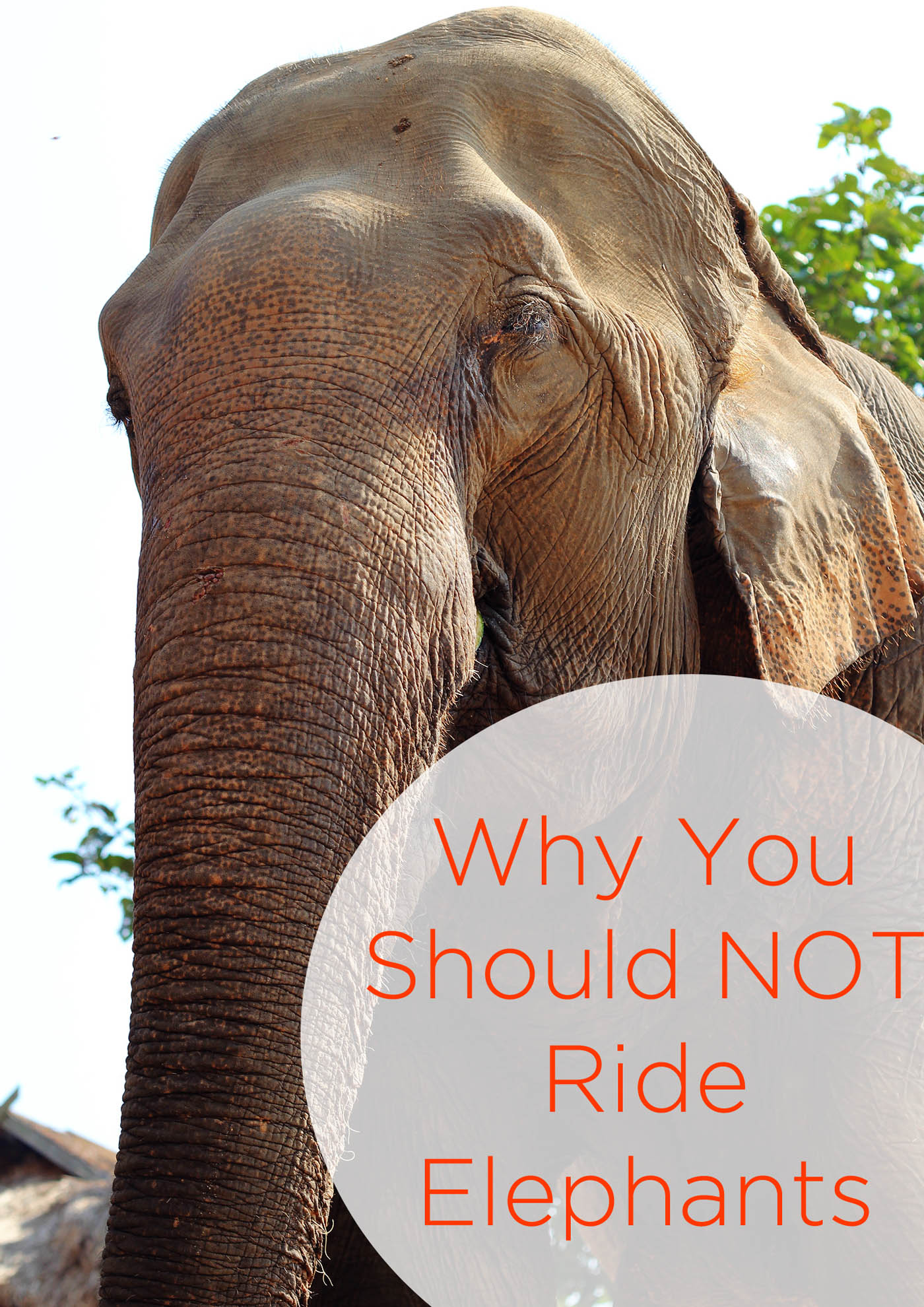 Why You Should Not Ride Elephants