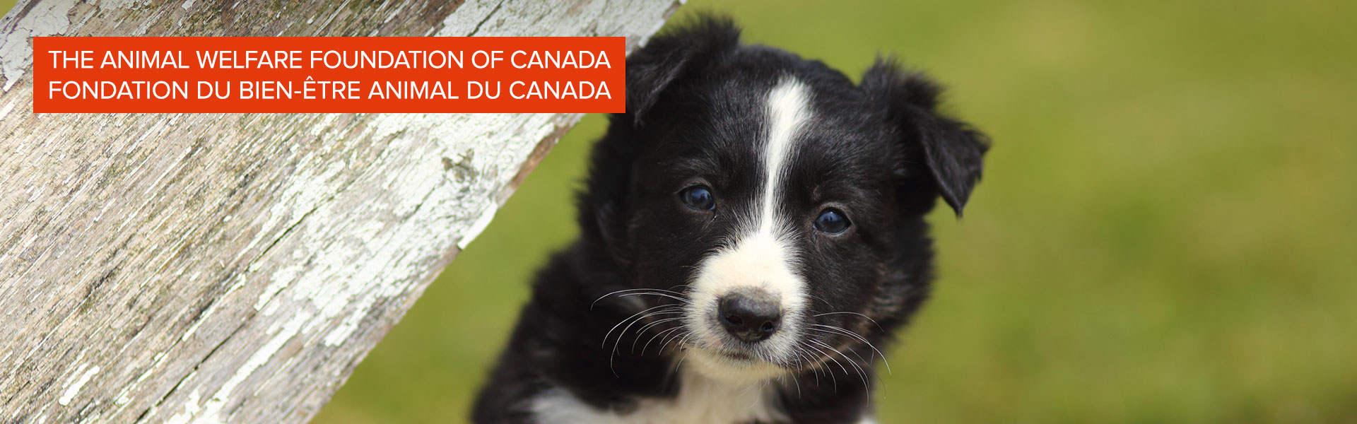 Animal Welfare Foundation of Canada
