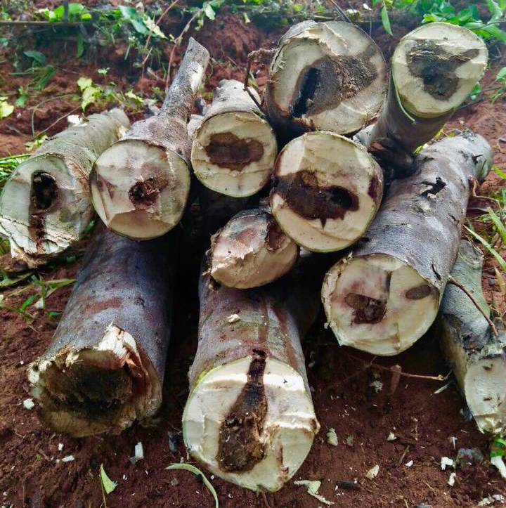 Awk Research India Pvt Ltd