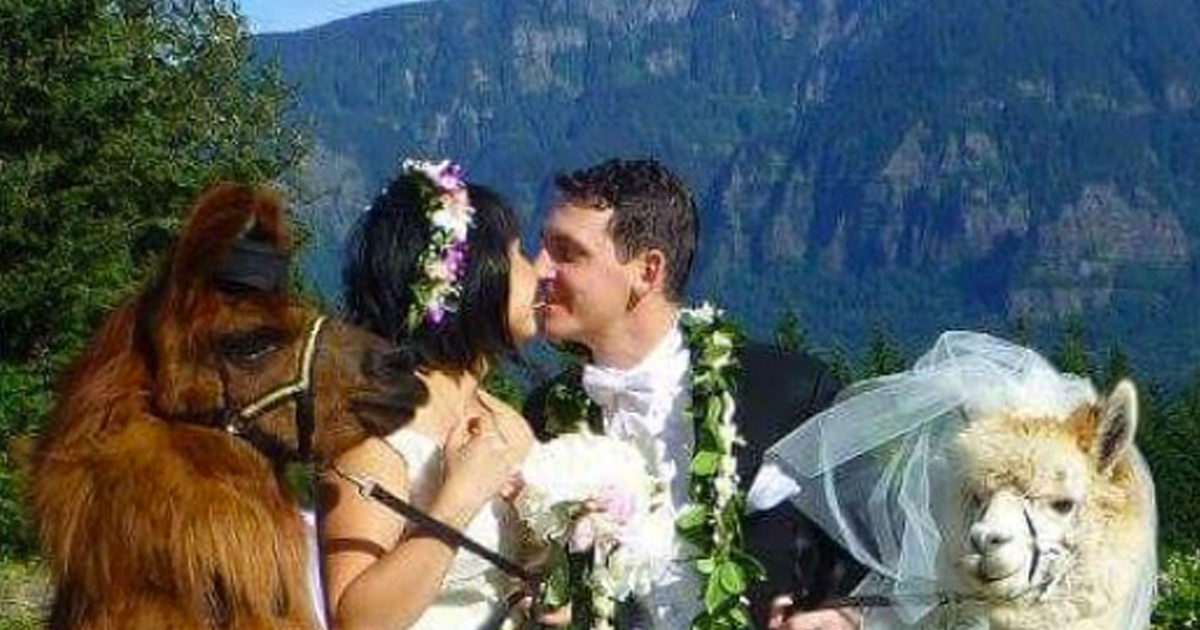 You Can Rent Llamas For Your Wedding