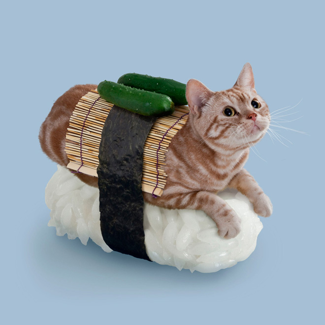 Sushi Cats You Know You Want Them in Your Life