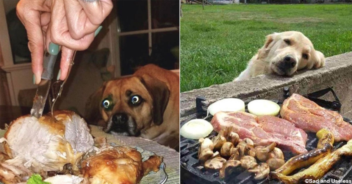 Hilarious Photos of True Love Between Dogs and Food
