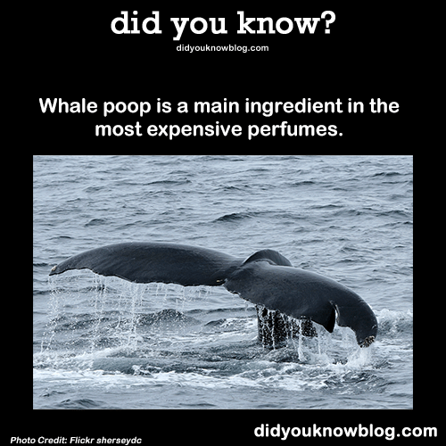 10+ Facts About Poop and Nothing But Poop