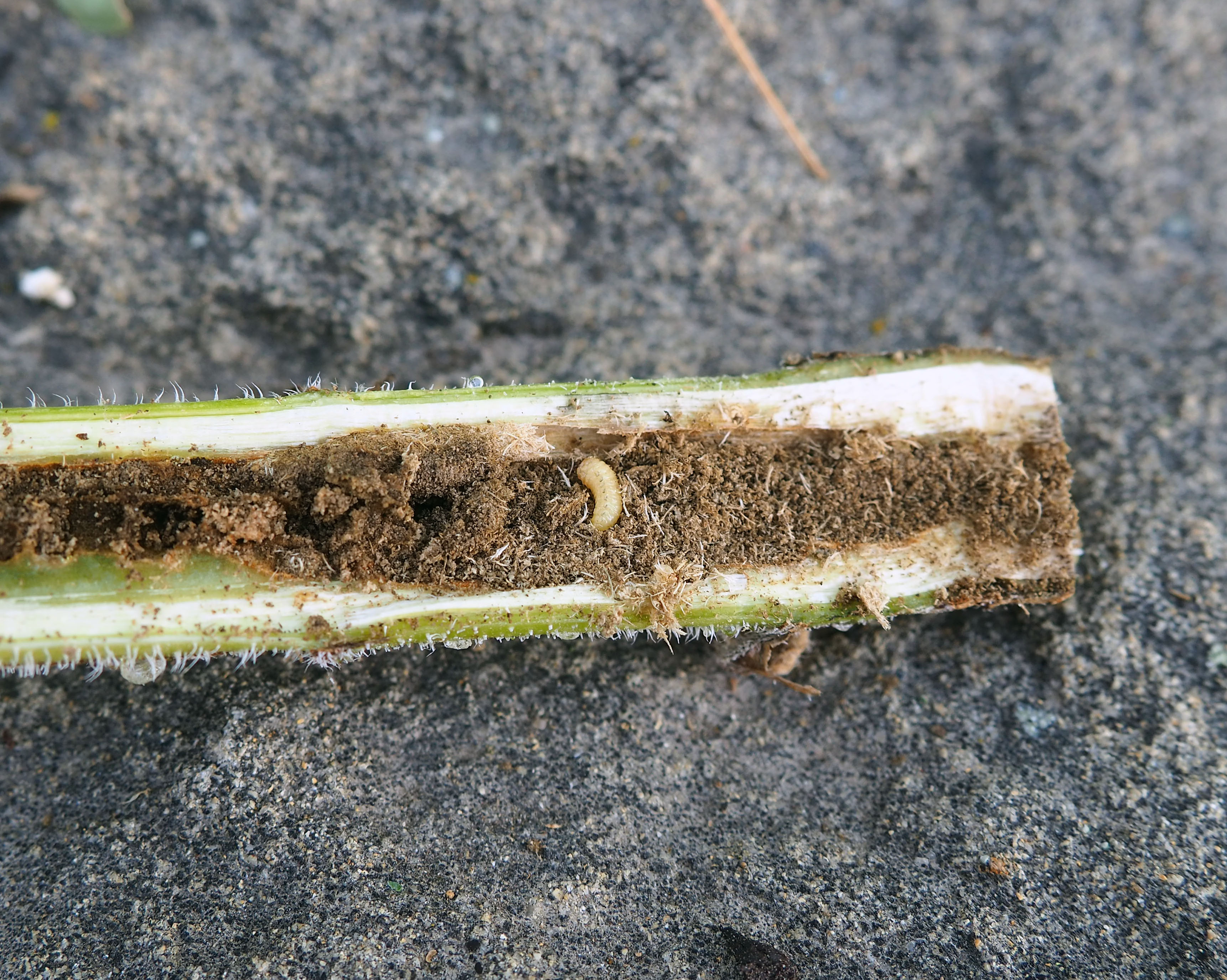 The Life Cycle of a Sunflower Stem Weevil awkward botany