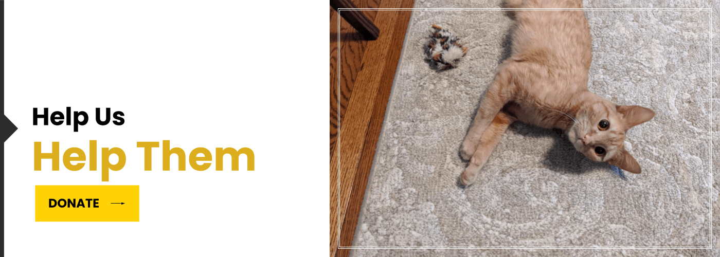 Animal Current Events 2023 Animal Welfare League Of Montgomery County – Rescue Your Rescue