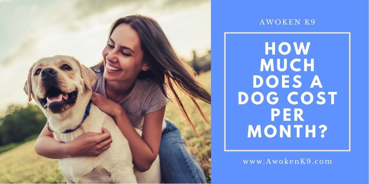 How Much Does A Dog Cost Per Month Easy Break Down