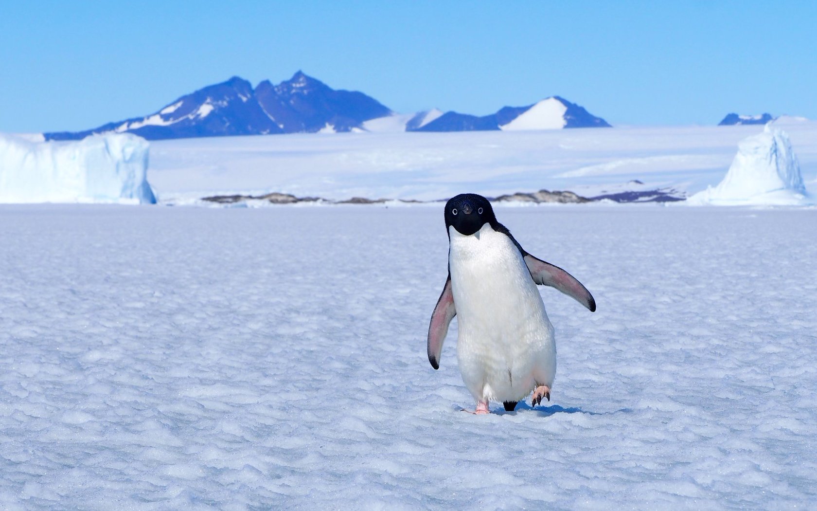 Here's How You Can Get Paid To Work In Antarctica Next Year