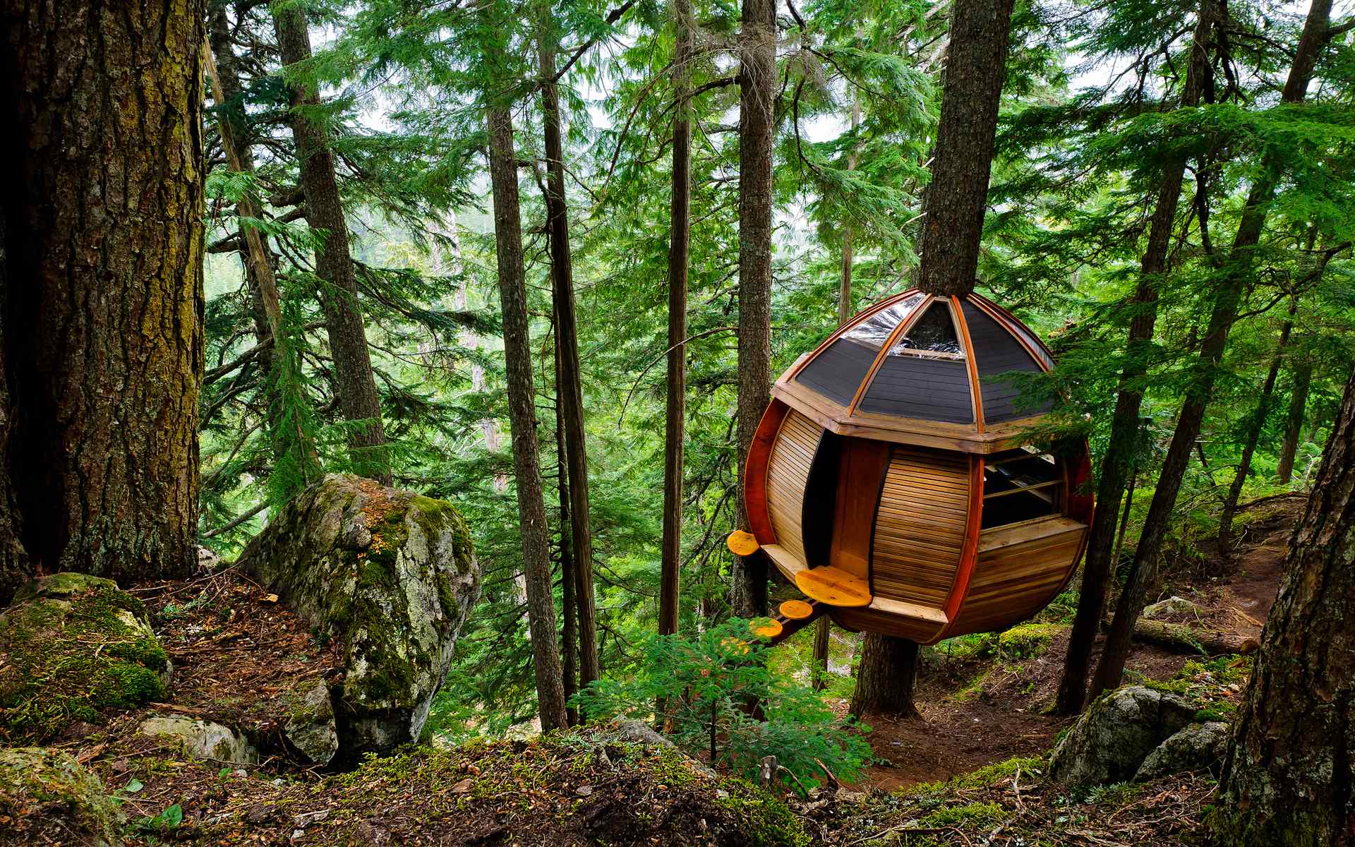 There’s A Secret Treehouse Hiding In The Woods Of Whistler AWOL