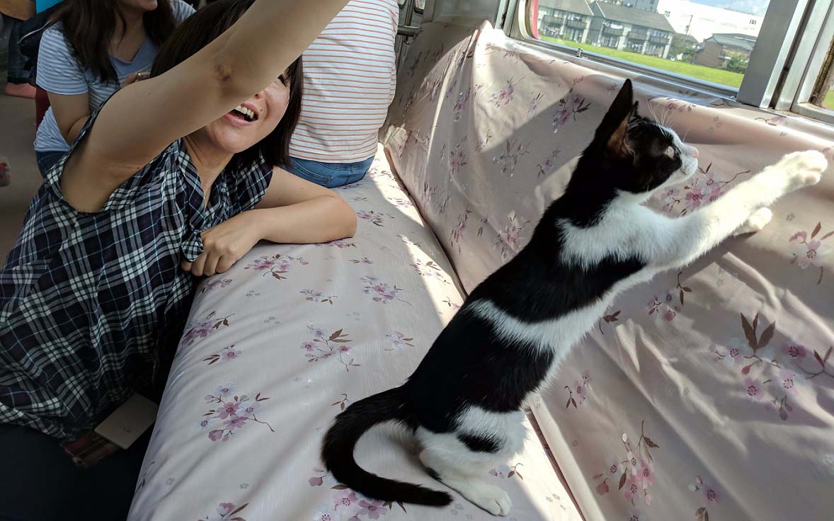 Japan's Cat Cafe Train Just Made Its Maiden Journey Between Ogaki and Ikeno