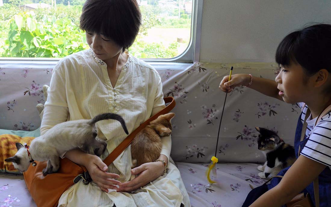 Japan's Cat Cafe Train Just Made Its Maiden Journey Between Ogaki and Ikeno