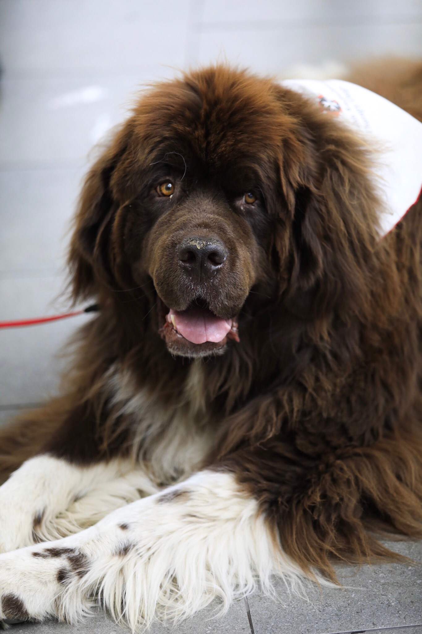 Now You Can Cuddle Cute Dogs At Vancouver International Airport