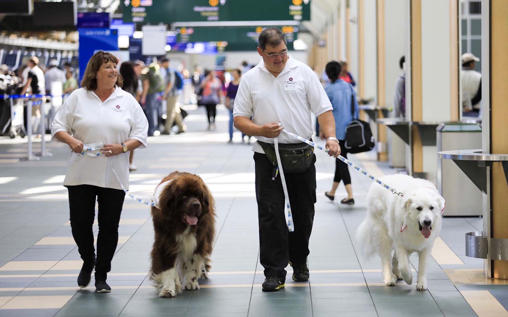 Now You Can Cuddle Cute Dogs At Vancouver International Airport