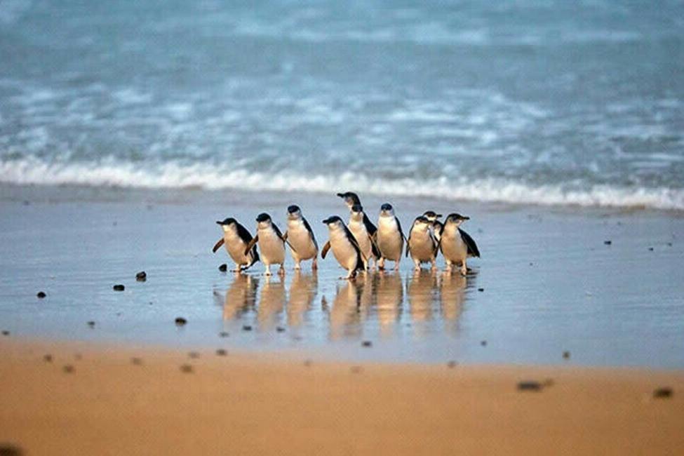 Phillip Island: 3 Parks Pass