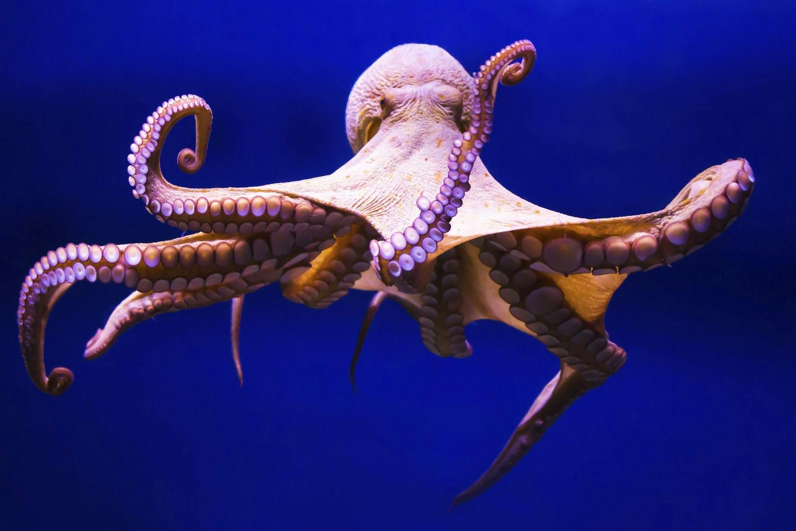 Gran Canaria: Guided Day Tour from Tenerife + Aquarium & Distillery Entry