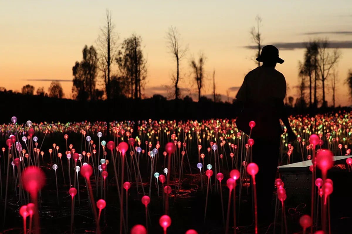 Field of Light Uluru: Sunrise Tour with Hot Drinks