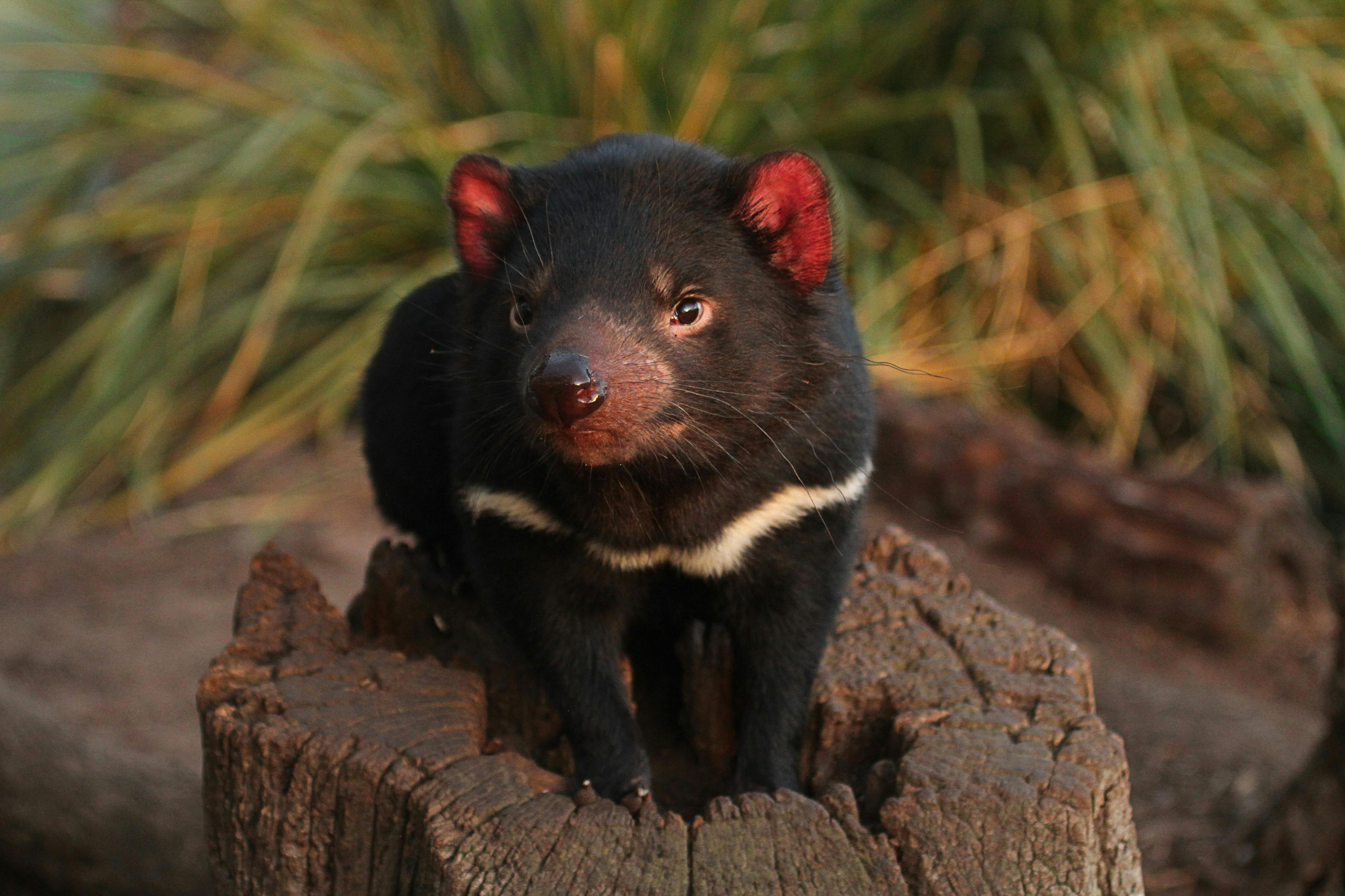 Bonorong Wildlife Sanctuary: Sanctuary Night Tour (SNT)