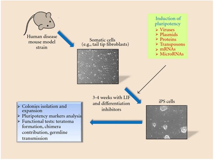 Stem Cell Research Using Mouse Models