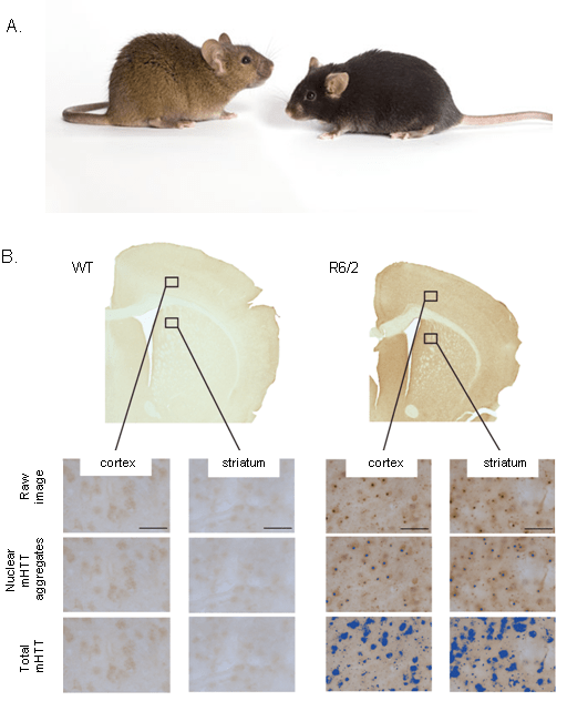 Animal Models for Huntington's and Parkinson's Diseases