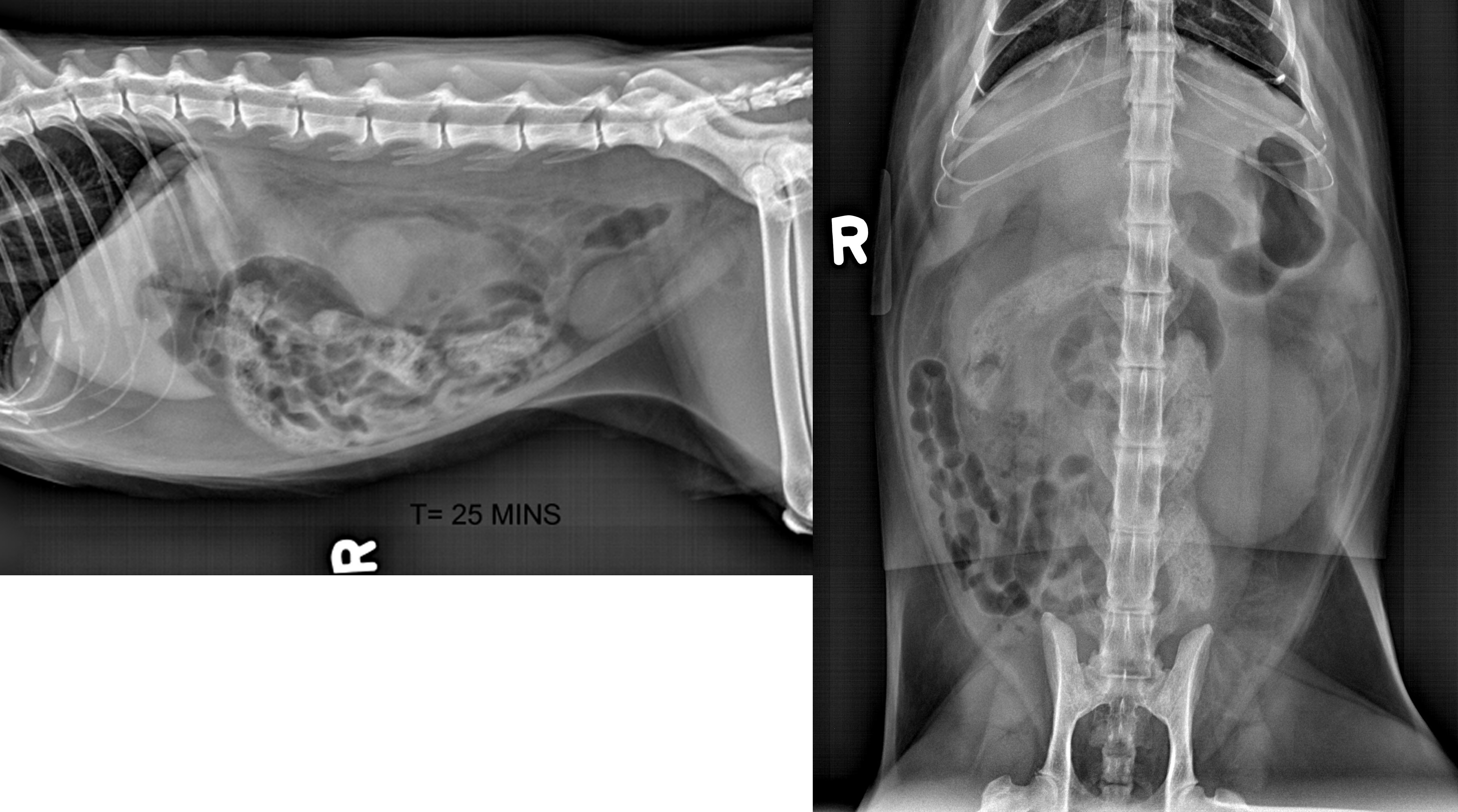 Feline renal myxoma a case report