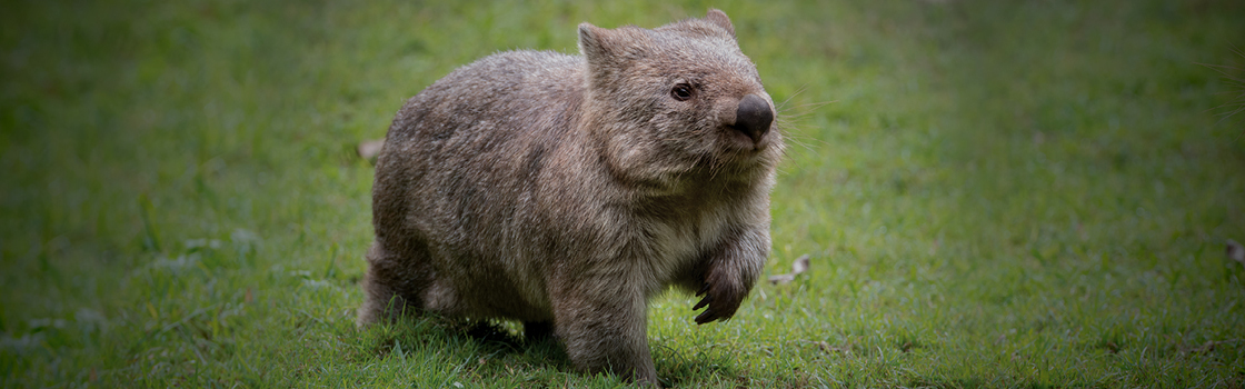Common Wombat - Australia Zoo