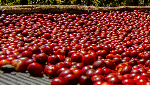 Kopi Single Origin Punya Keunikan, Indonesia Punya 7 Jenis Unggulan