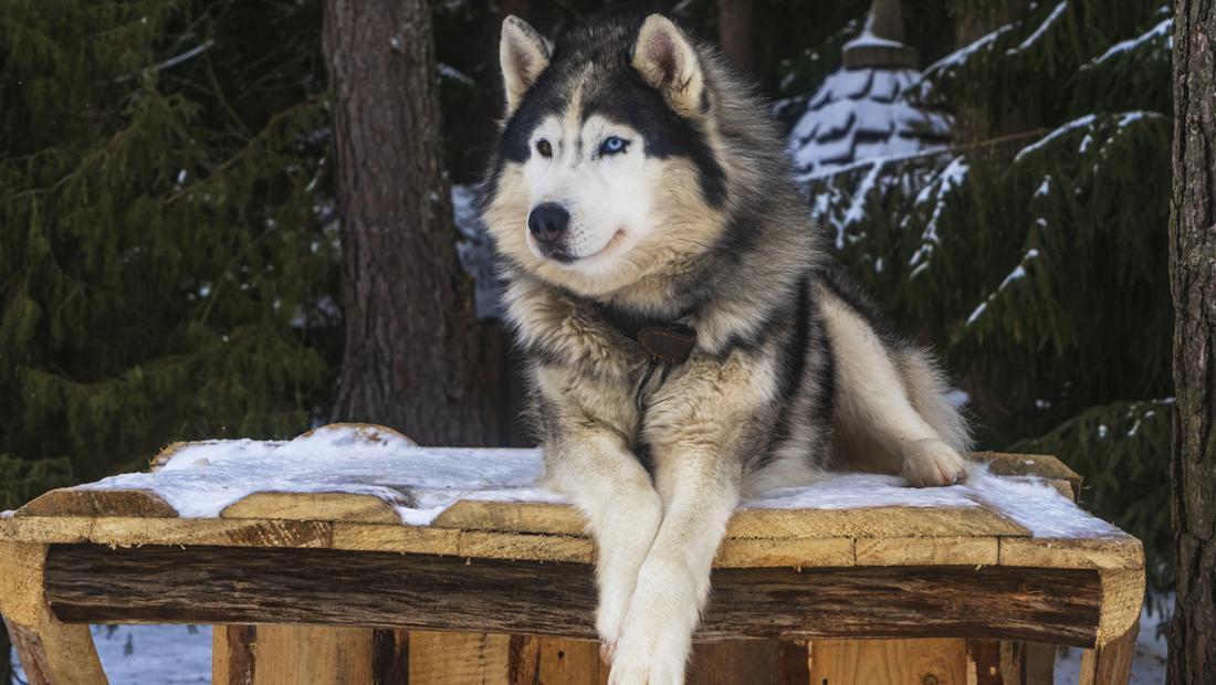 Lucu Banget, Porter Penginapan di China Ini Seekor Husky