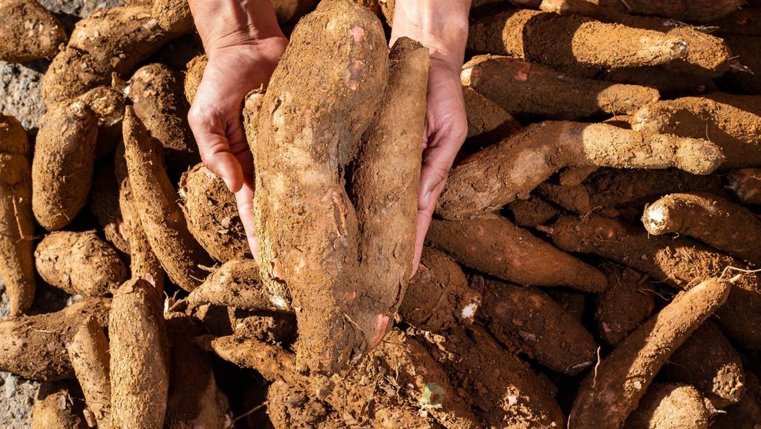 Kondisi Pahit Petani Singkong RI: Produksi Turun, Hasil Panen Tak Laku