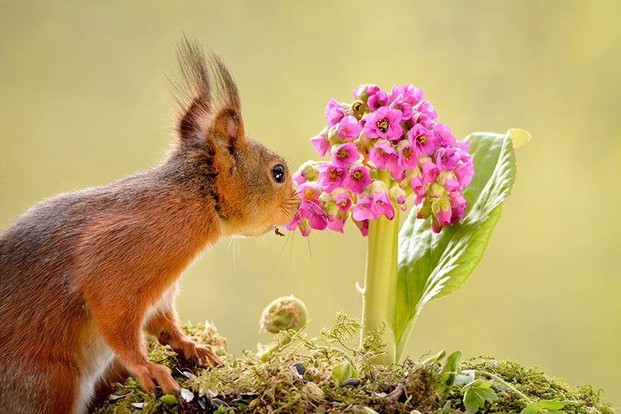 50 Captivating Photos Of Animals Smelling Flowers
