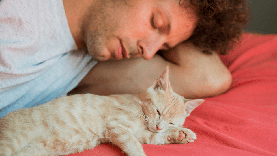 Best Pillow For Ear Pain Relief Best Pillows For Ear Guide