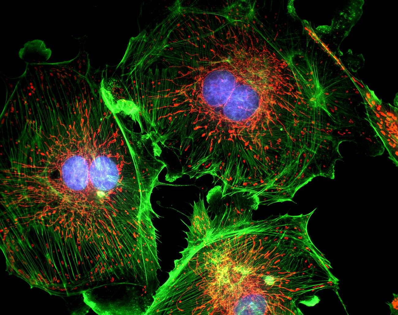 Fluorescent Dyes Lighting Up Science and Medicine AxisPharm