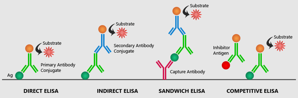 Enzyme-linked immunosorbent assay (ELISA) | AxisPharm