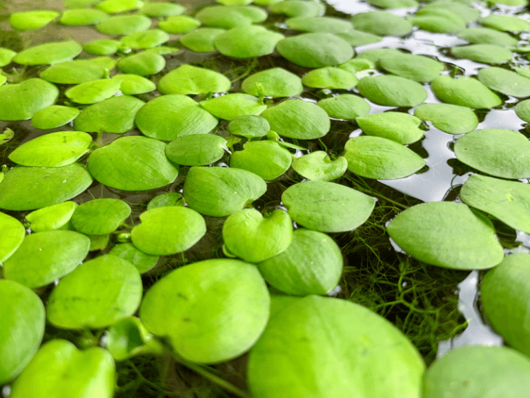 10 Best Aquarium Plants for Axolotl Tanks Axolotl Authority