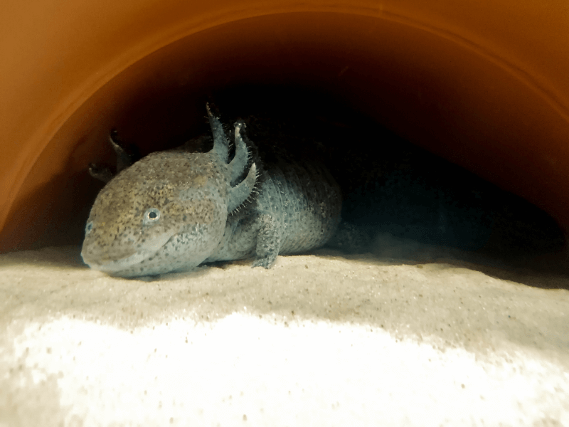 Choosing the Right Substrate for Axolotl Habitat Axolotl Authority