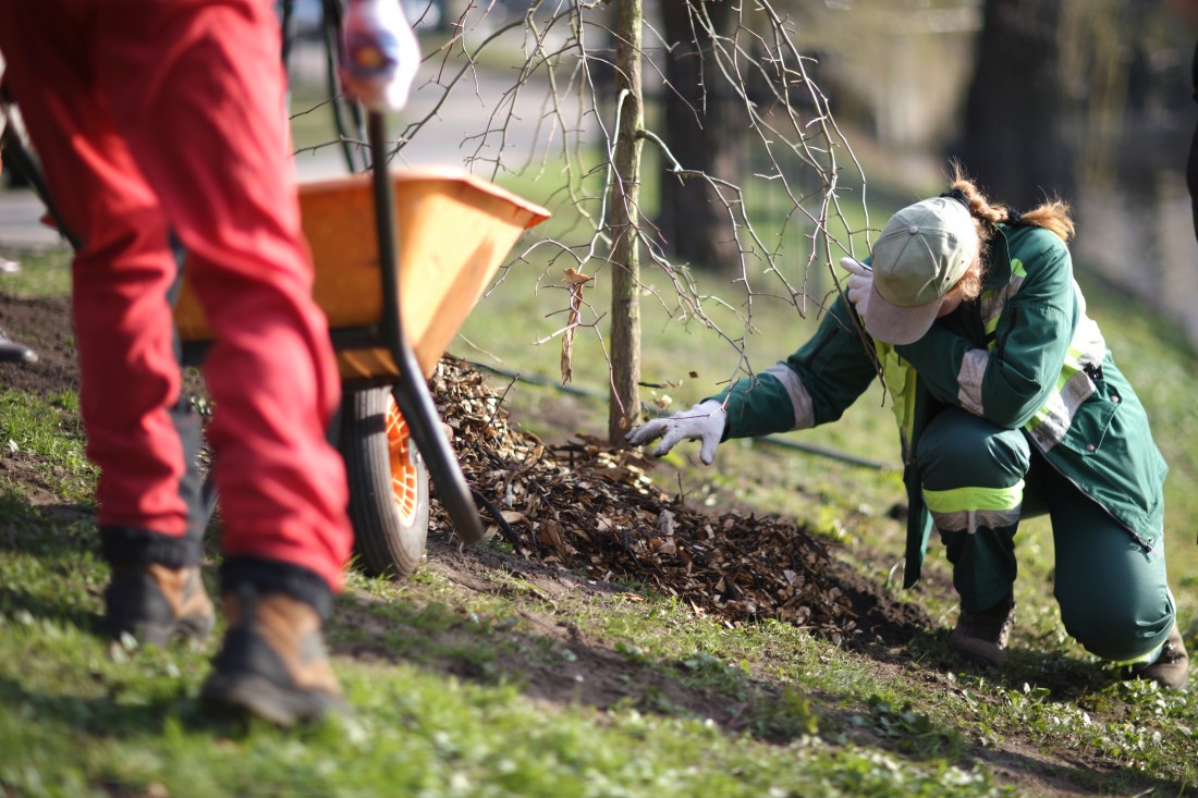 China Tree Planting Day A Day For Trees in China Axtell