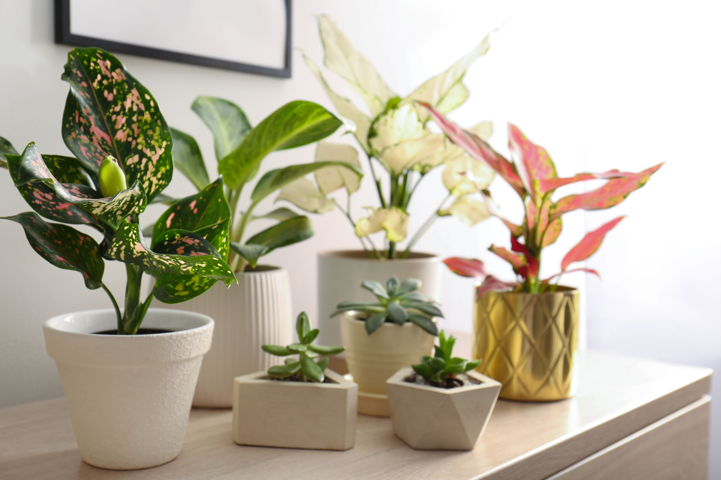 Collection of exotic houseplants with beautiful leaves indoors — AYB