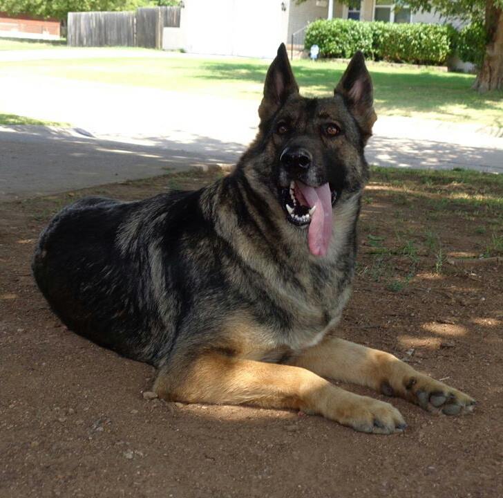 OldFashioned, Thick Boned, Large German Shepherd Breeder