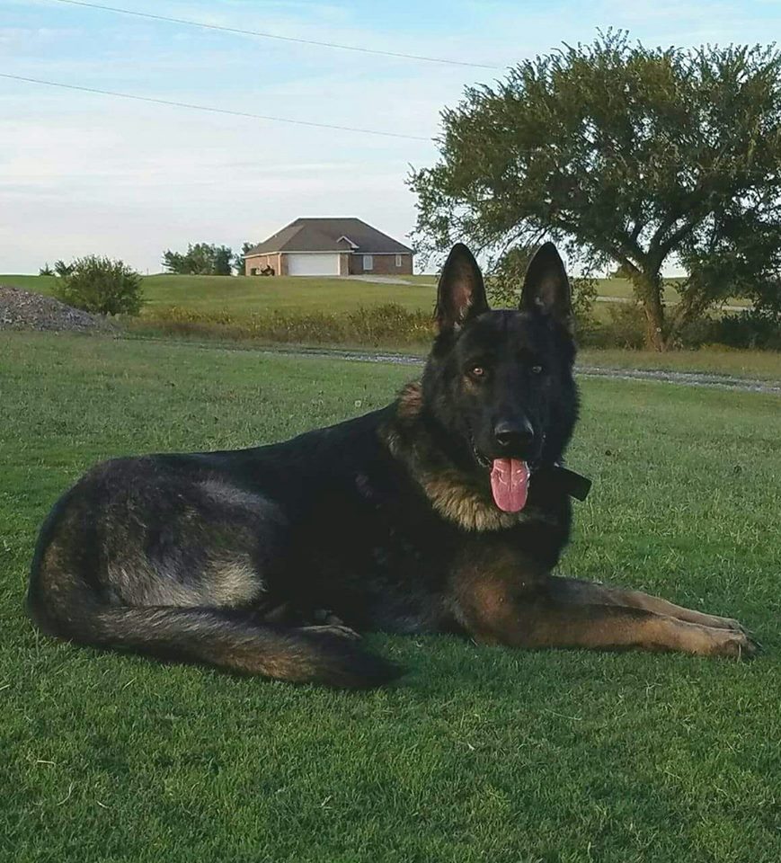 XLarge German Shepherd Puppies for Sale Ayers Legends German Shepherds