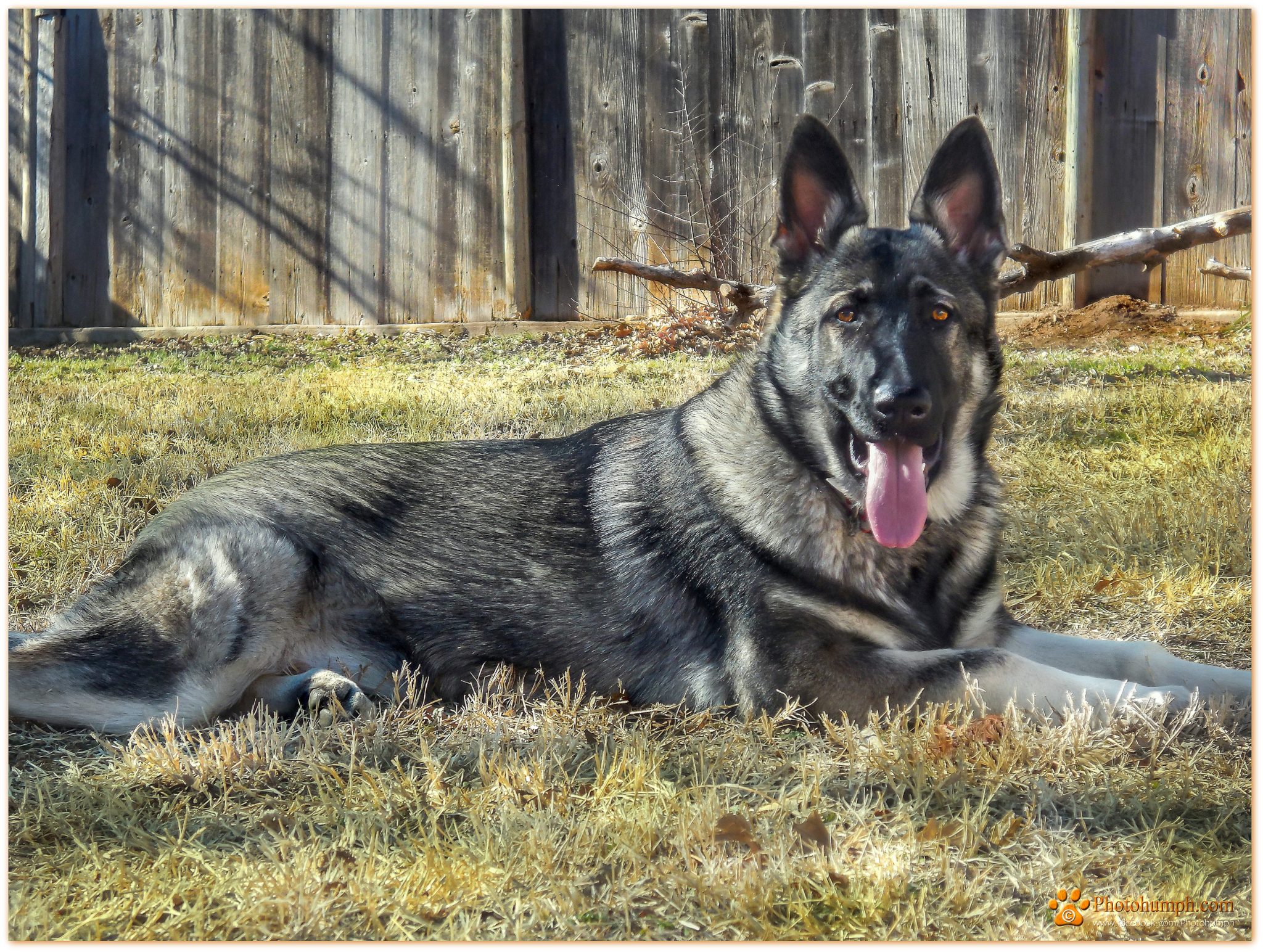 ExtraLarge German Shepherd Puppies for Sale Ayers Legends German