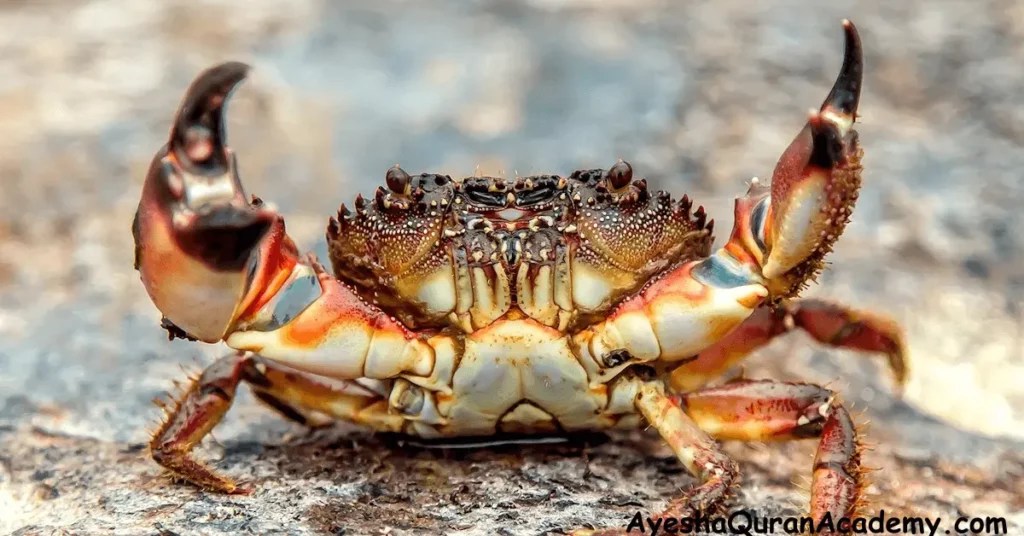 Crab in Islam Is it Halal or Haram? Online Quran Learning