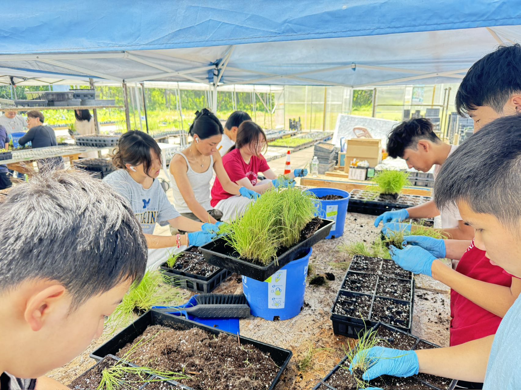 AYLUS syosset plants plants at Long Island Native Plant Initiative 6/8