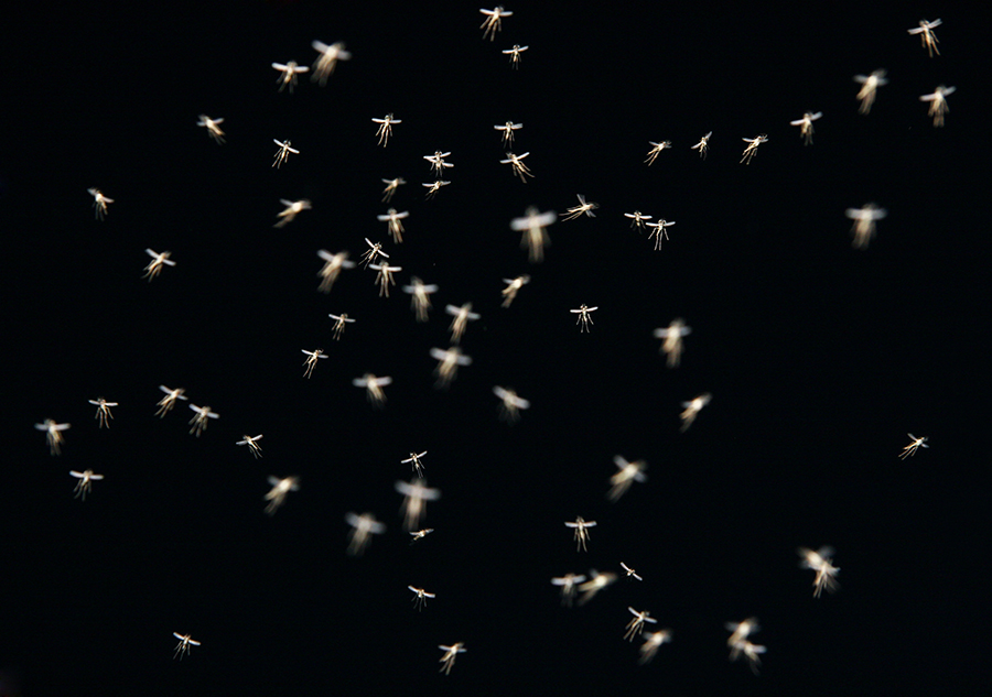 Arkansas Backstories Mosquitoes AY Magazine