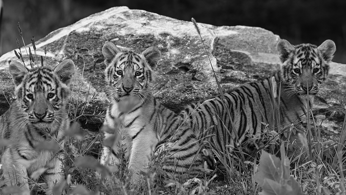 Faces of Arkansas The Face of Exotic Cats, Turpentine Creek Wildlife