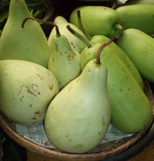 budidaya labu air | informasi petani INDONESIA