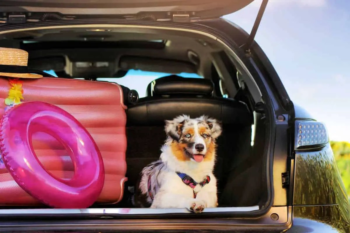 31 Dog Travel Essentials A Fur Parent’s Guide On What To Pack Ayo Pets
